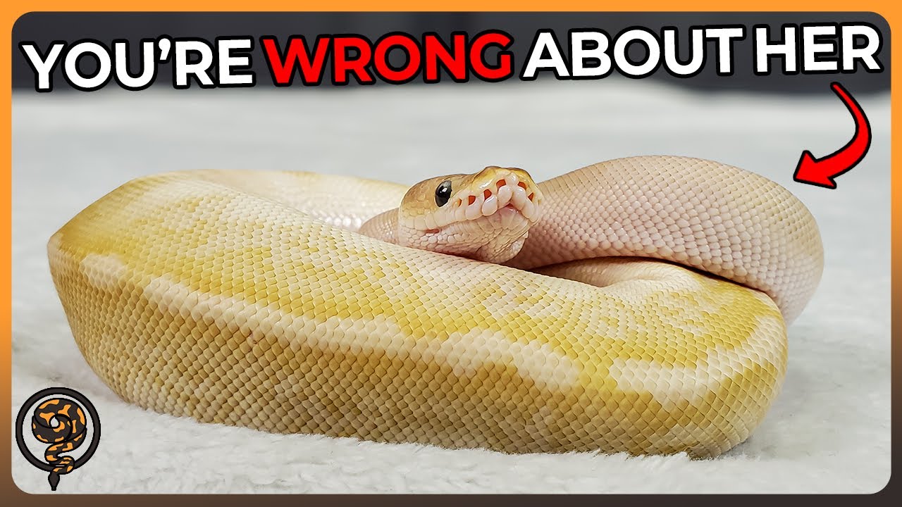 You are WRONG about Ball Pythons: Common Misconceptions