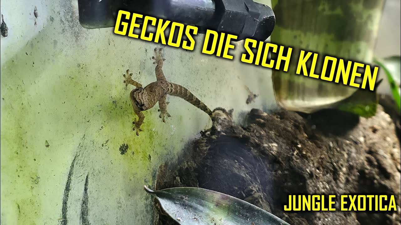 Dieser Gecko klont sich selbst! Haltung des Jungferngeckos | Jungle Exotica