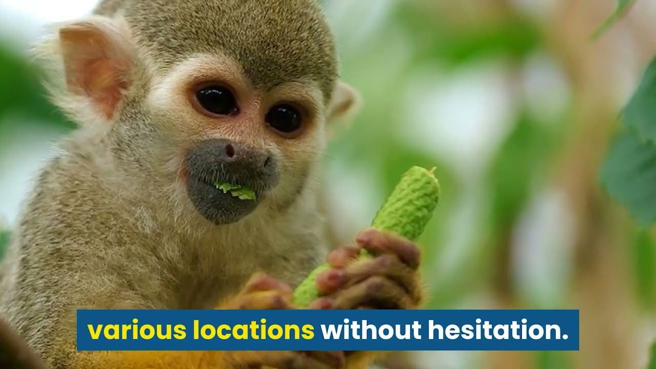 Squirrel Monkey Facts and Information