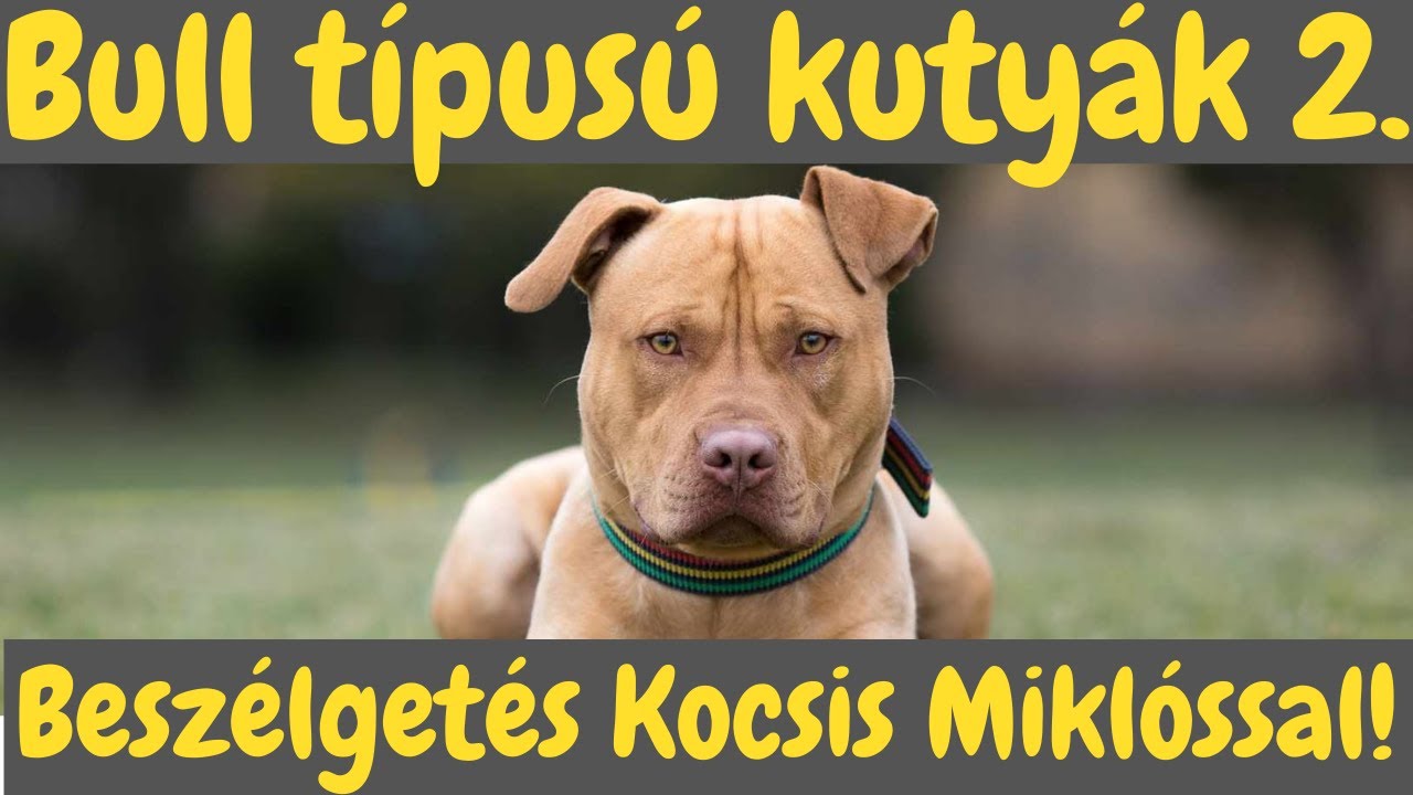 BULL TÍPUSÚ Kutyák 2. - Beszélgetés Kocsis Miklóssal - DogCast TV