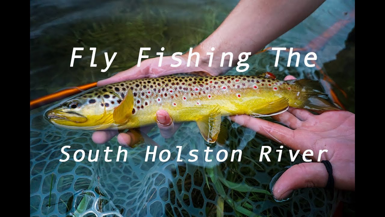 Dry Fly Fishing the South Holston River!