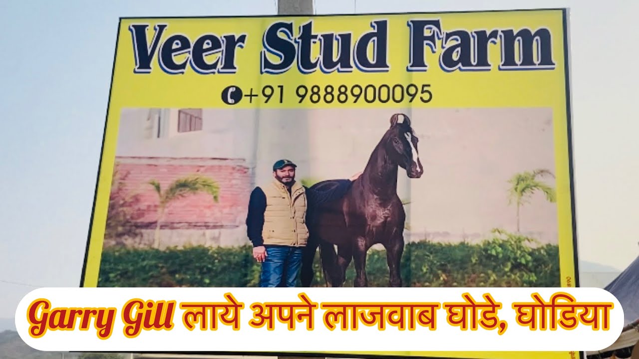 Pushkar 2023 Veer Stud Farm Garry Gill ￼लेकर आये अपने शनदार मारवाडी घोडे@Rj19Horseworld
