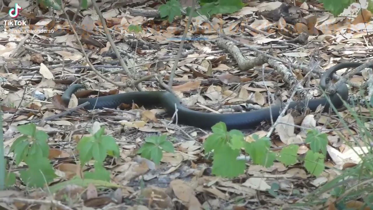 can you guess what type of snake this is #florida #photography