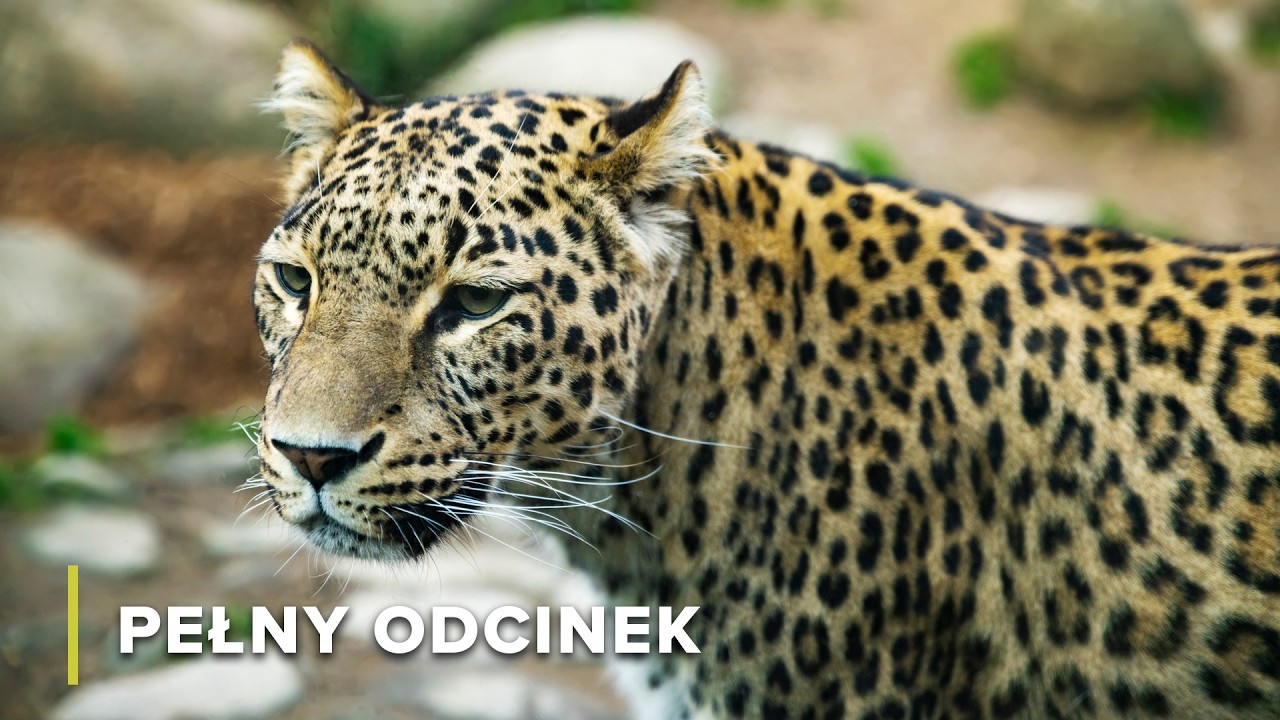 Giganci sawanny: Wielka Piątka | Ikony Dzikiej Przyrody 102