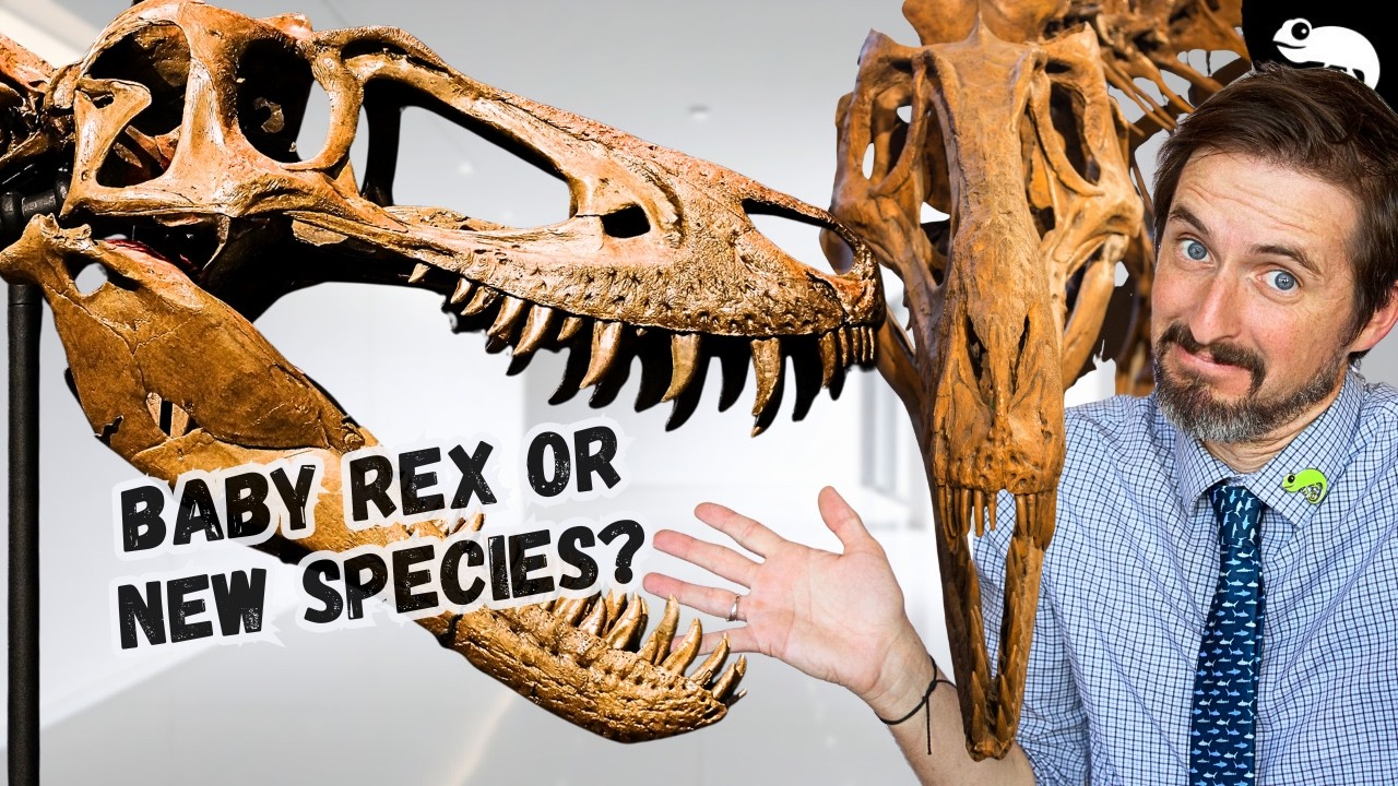 Nanotyrannus — крупнейший спор в палеонтологии завершен!