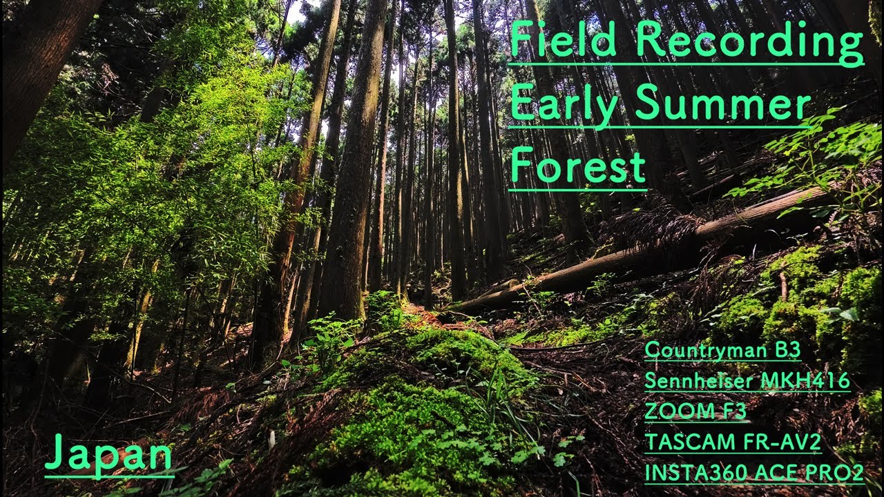 Field recording,Early Summer Forest 2025  Japan