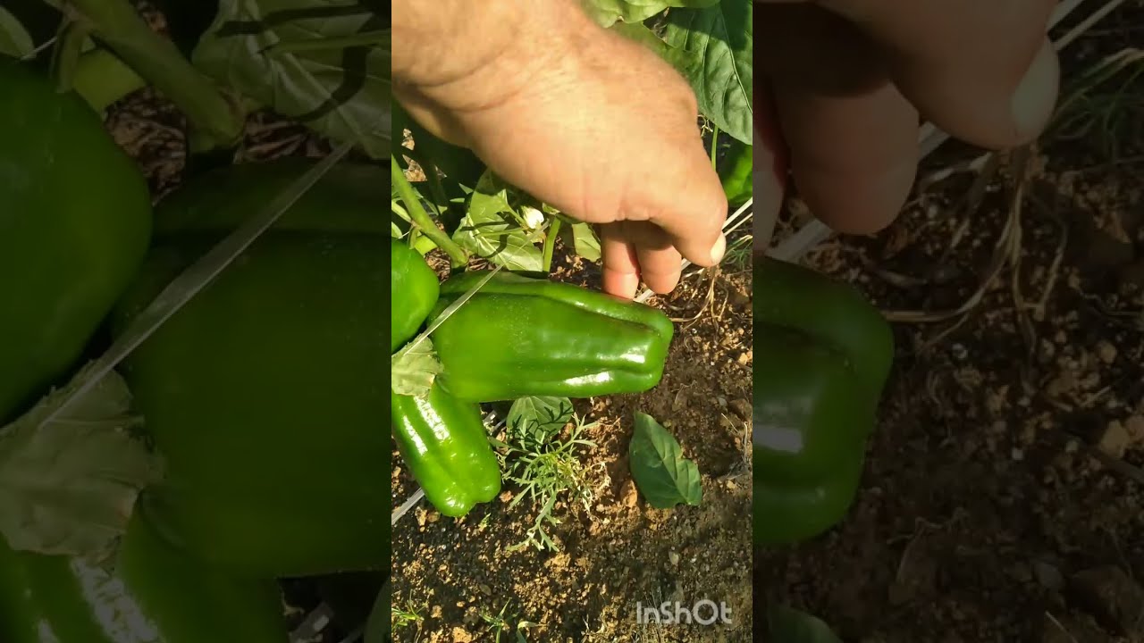 pimentão quase no ponto de colher  