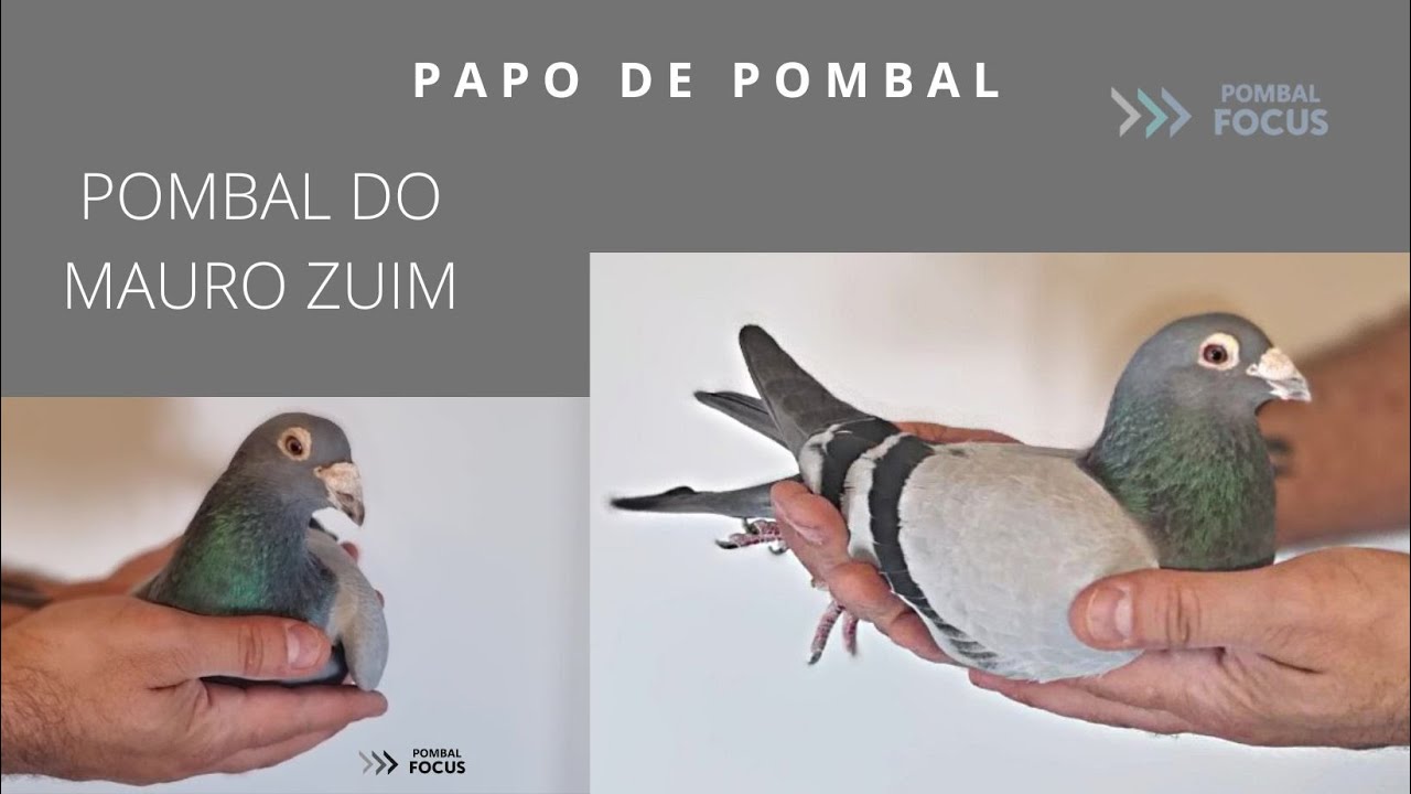 POMBAL TOP - VOADORES E REPRODUTORES Mauro Zuim