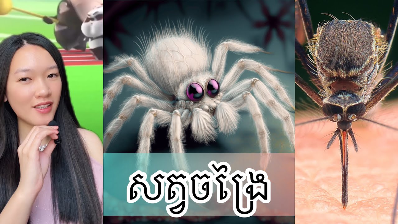 សត្វចង្រៃ ប្រចាំឆ្នាំ - Worse animal for human