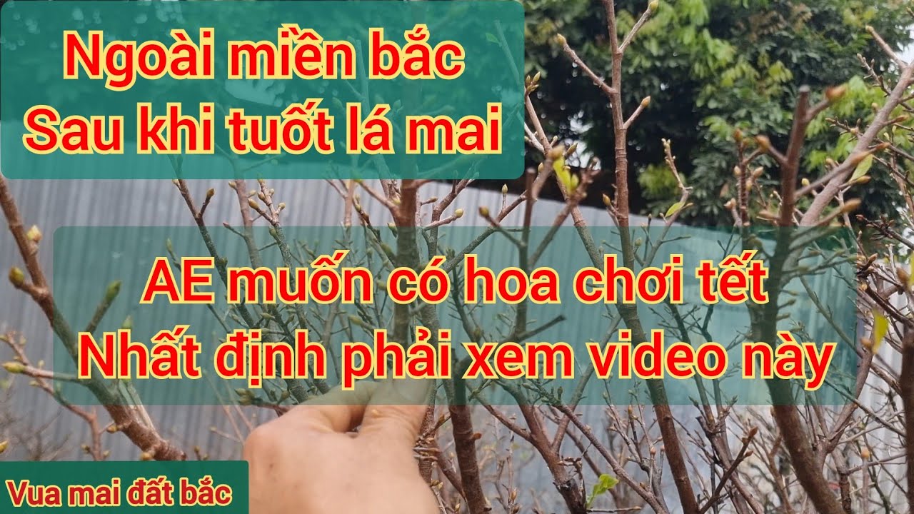 Ngoài miền bắc sau khi tuốt lá mai vàng muốn có nhiều hoa chơi tết phải xem hết video này nhé