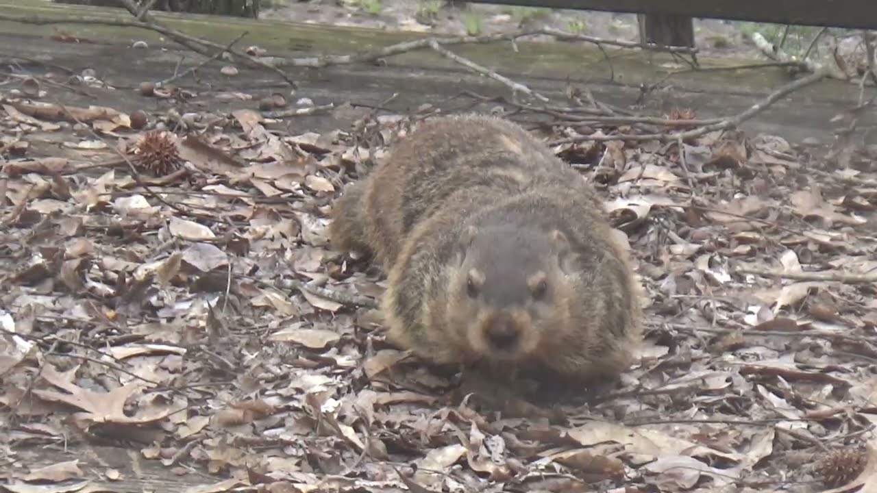 The Ground Hog's Day!
