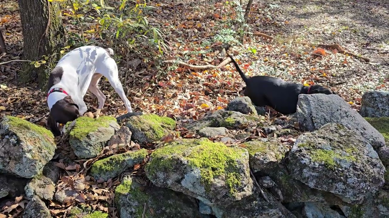 Walter & Winston climbed the rock wall again. 