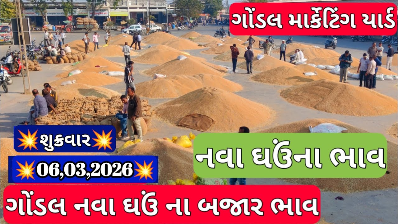 ગોંડલ નવા ઘઉં બજાર ભાવ / નવા ઘઉં ના બજાર ભાવ /આજના ઘઉંના ભાવ / 06,03,2026