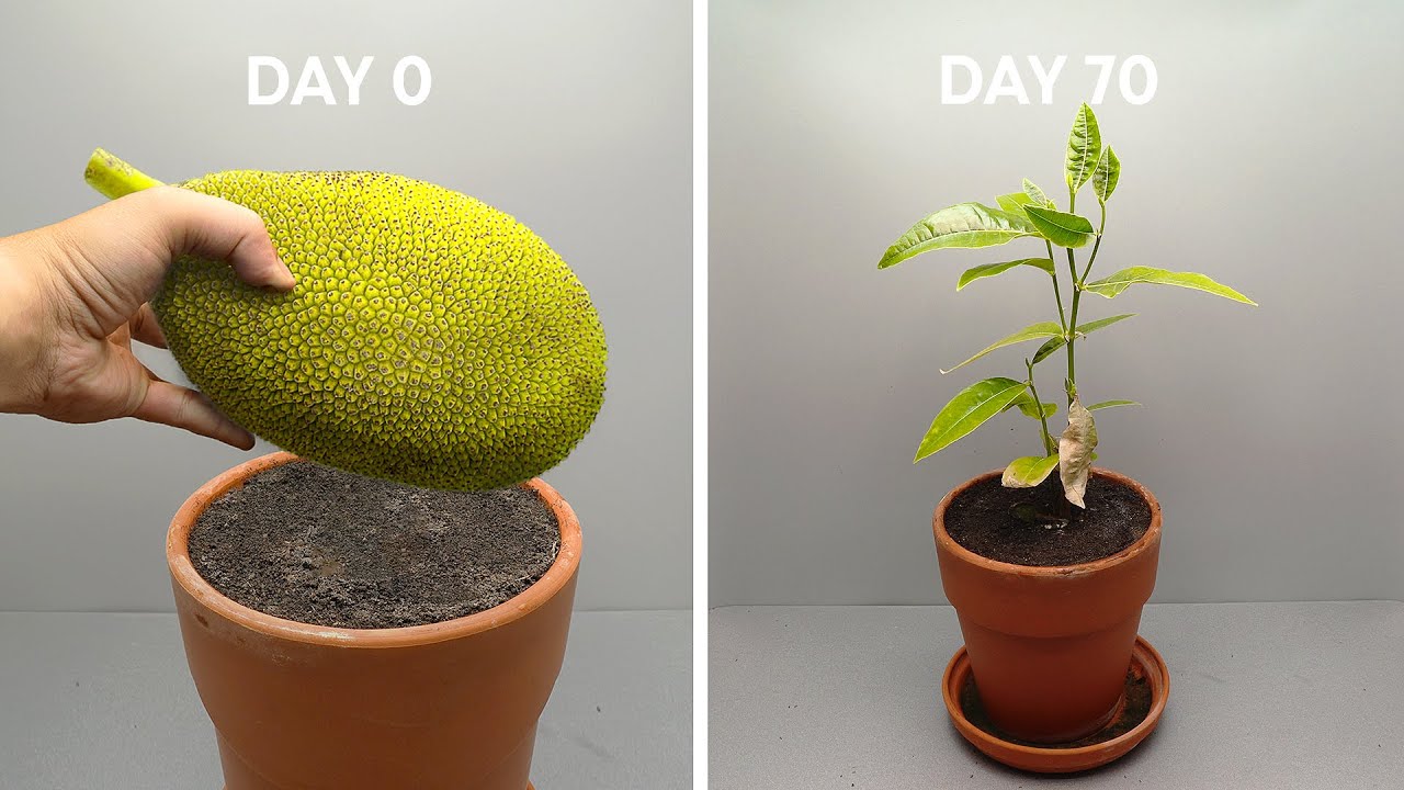 JACKFRUIT TREE Growing From Seed - Time Lapse