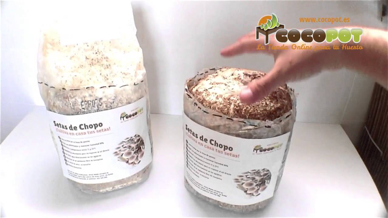 Cómo cultivar setas de Chopo