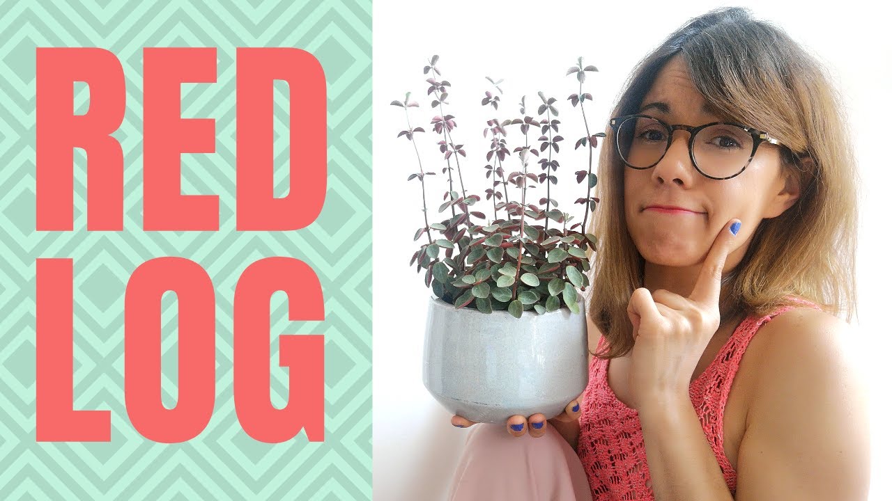 Red log plant care - Peperomia verticillata