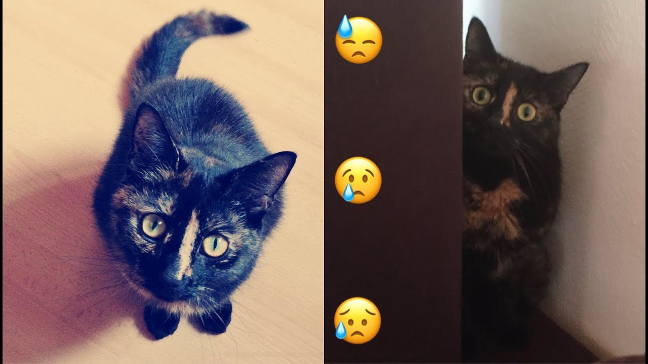 Katze abgegeben & Ärger mit dem Tierheim I Esther Sarah