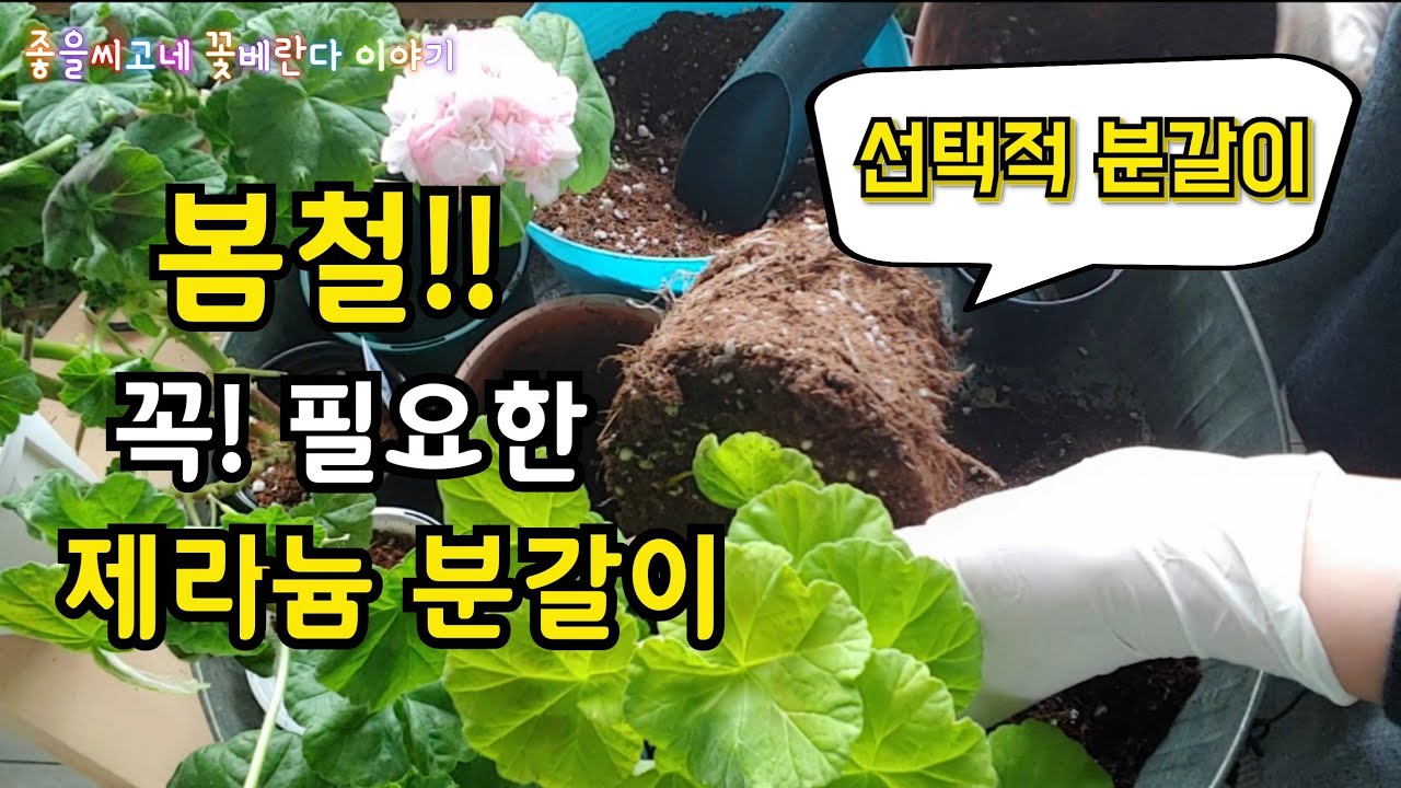 #Pelargonium #봄분갈이- 봄철 꼭! 필요한 제라늄 분갈이가 있다?!