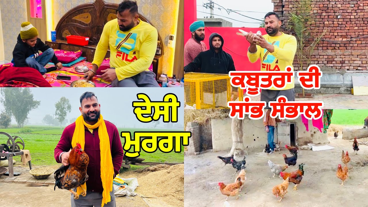 ਕਬੂਤਰਾਂ ਦੀ ਸਾਂਭ ਸੰਭਾਲ | Gopi Frandipuria | ਦੇਸੀ ਮੁਰਗਾ