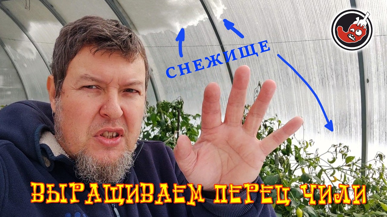 ТЕПЛИЦА ПОД СНЕГОМ, ЖИВ ЛИ ПЕРЕЦ?!