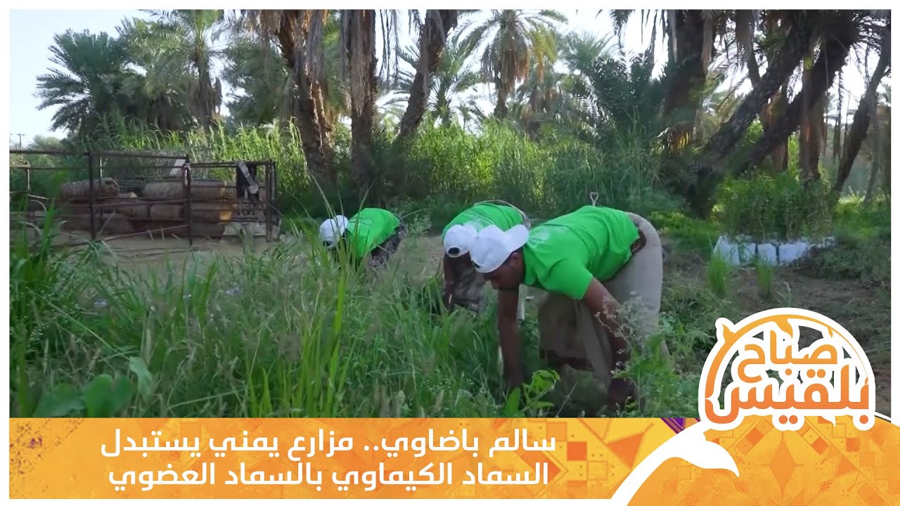 سالم باضاوي.. مزارع يمني يستبدل السماد الكيماوي بالسماد العضوي | تقرير: حداد مسيعد