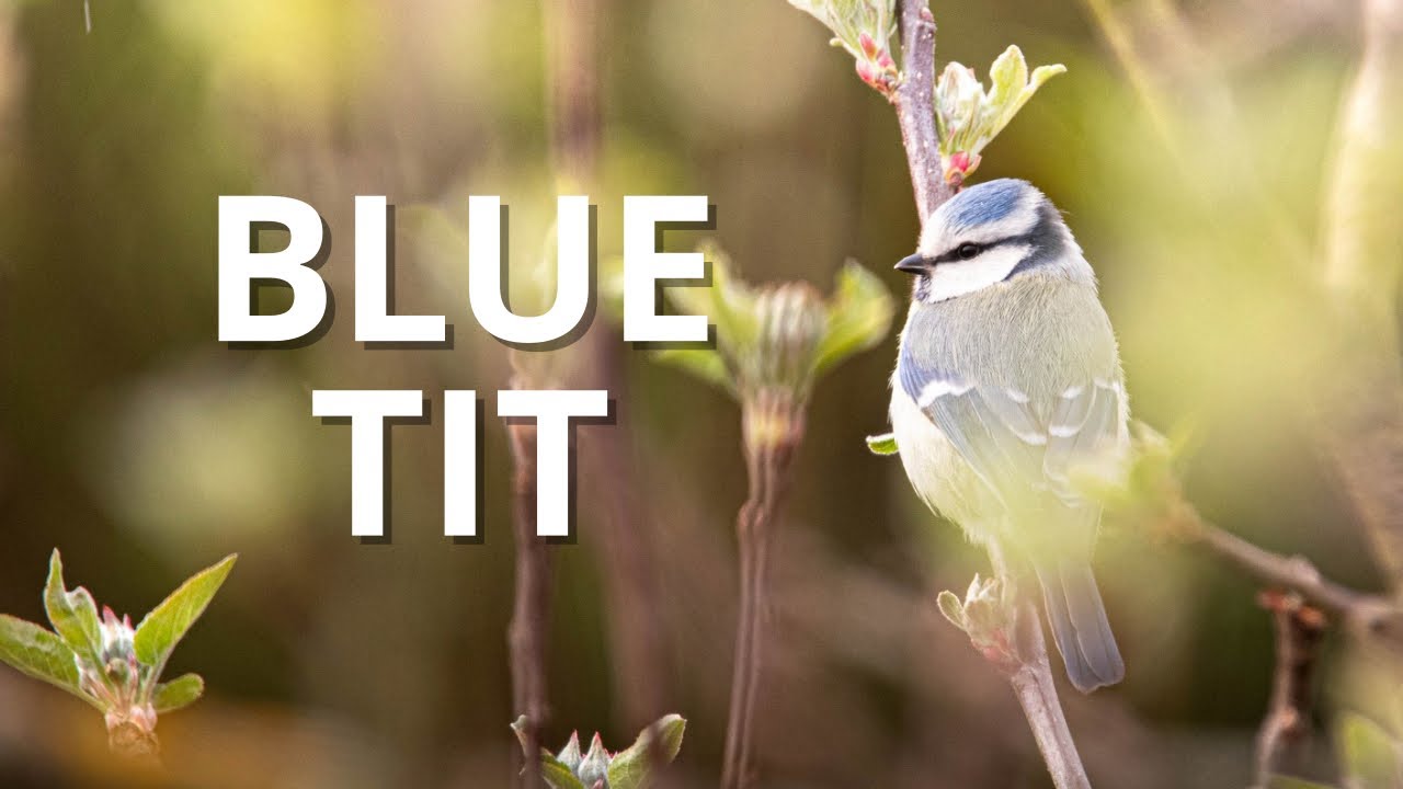 Blue Tit &ndash; Danish Birds in 3 Minutes | Vilde Danmark
