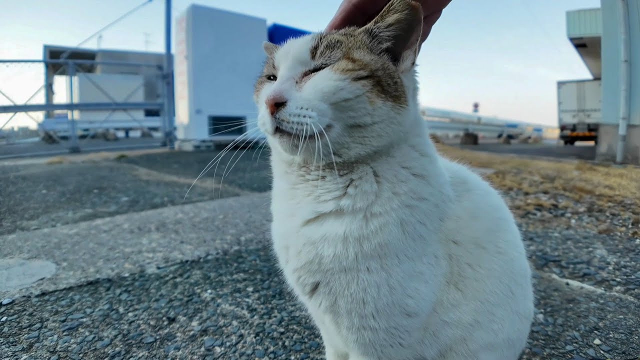漁港にいたよく喋る猫ちゃん、ナデナデすると喜んで何度も催促してきてカワイイ