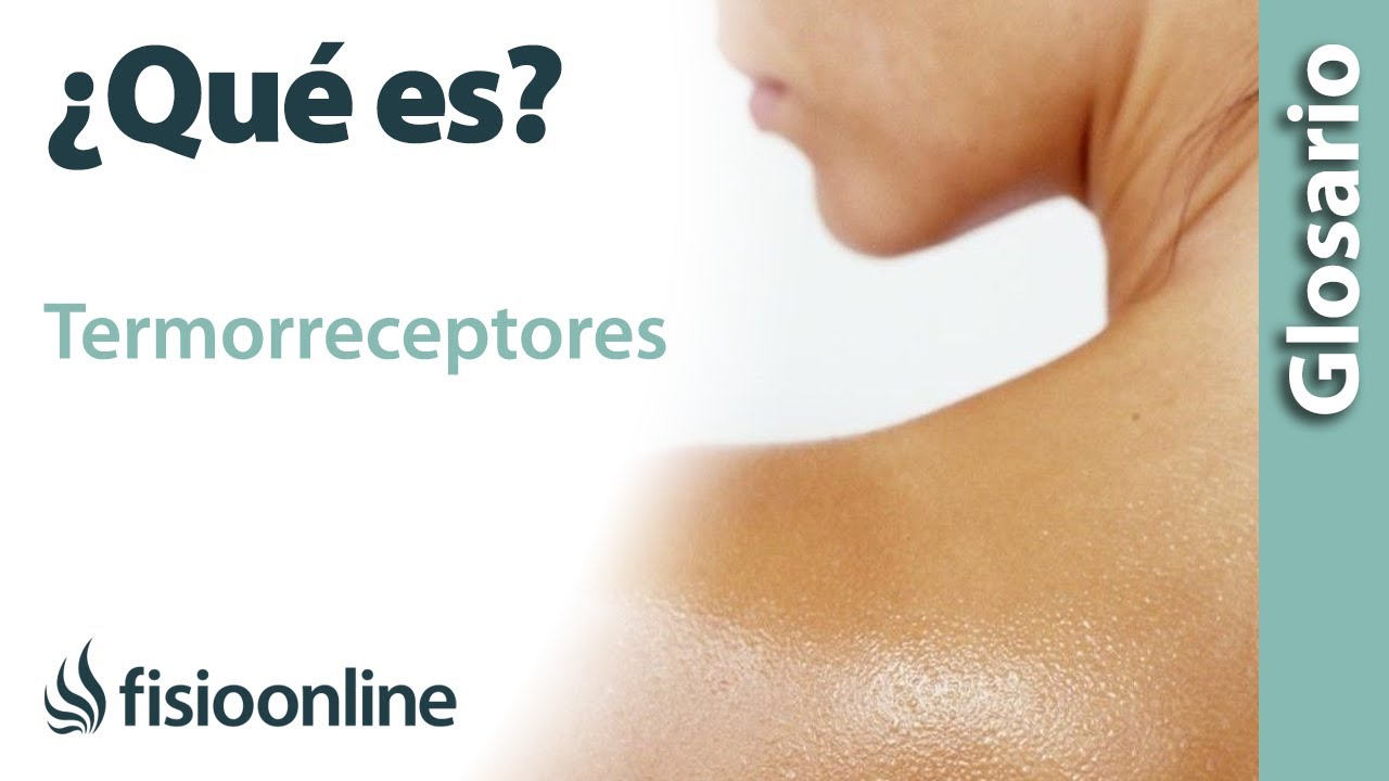 TERMORRECEPTORES | Qué es, dónde se encuentran, cuál es su función y enfermedades