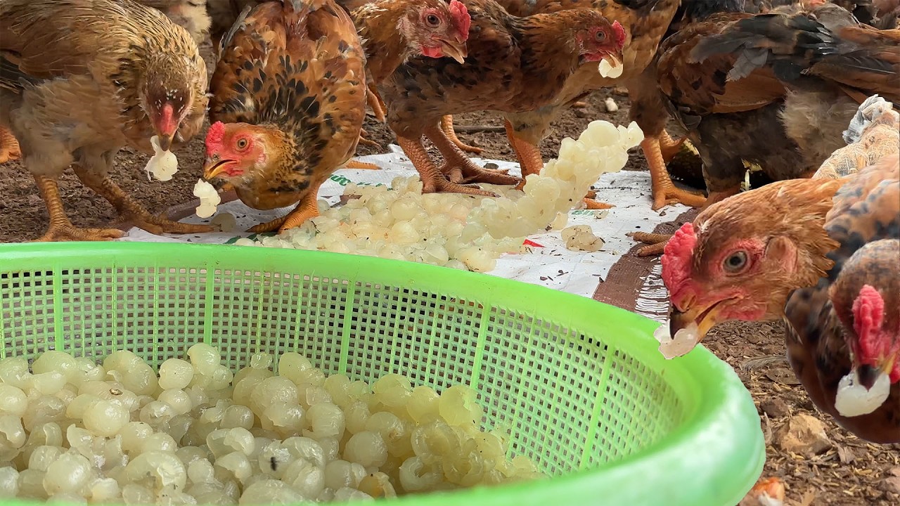Quiet Harvest: Peeling Sweet Longans for Our Chickens (Satisfying ASMR)