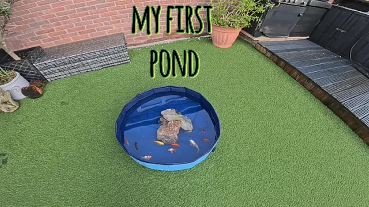 making my first fish pond !