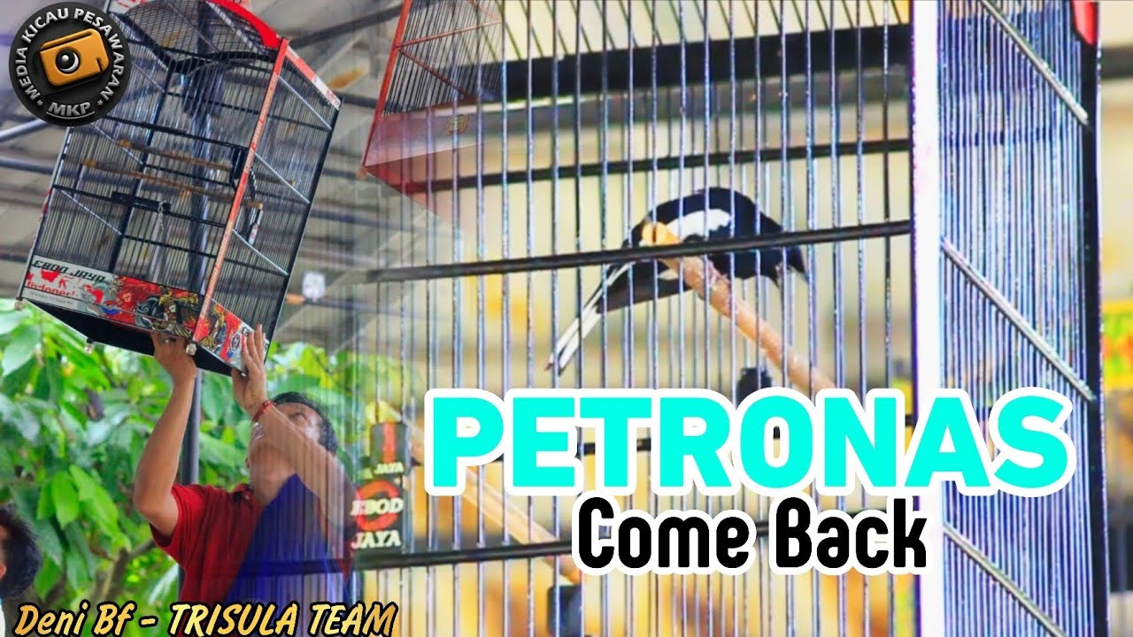 PETRONAS COMEBACK‼️Pemanasan event MKP CUP 2 raih Juara 1,1 di DORNA X AOKI ‼️
