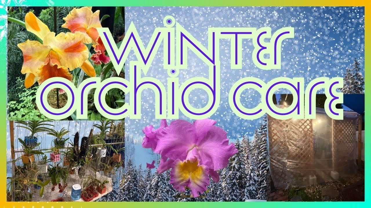 Winter Orchid Care Guide ❄️ | Which Orchids Can Tolerate Cold Temperatures?