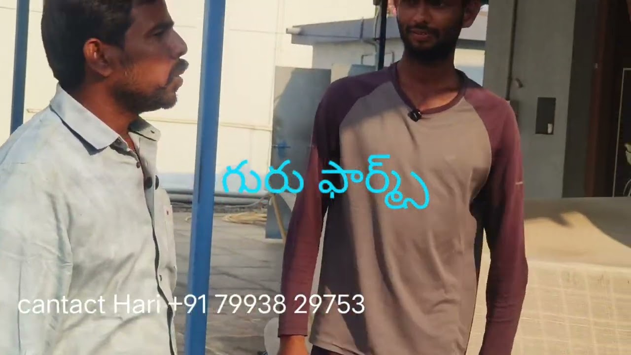 భీమవరం పెరు క్రాస్ కోడిపిల్లలు అమ్మకానికి ఉన్నాయి 