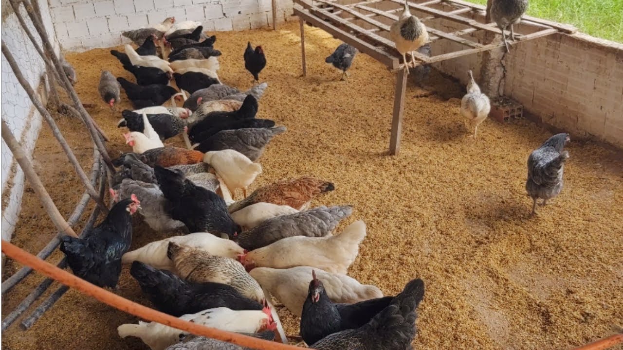 Использование 2 натуральных продуктов в куриной воде / повышает иммунитет, предотвращает заболевания