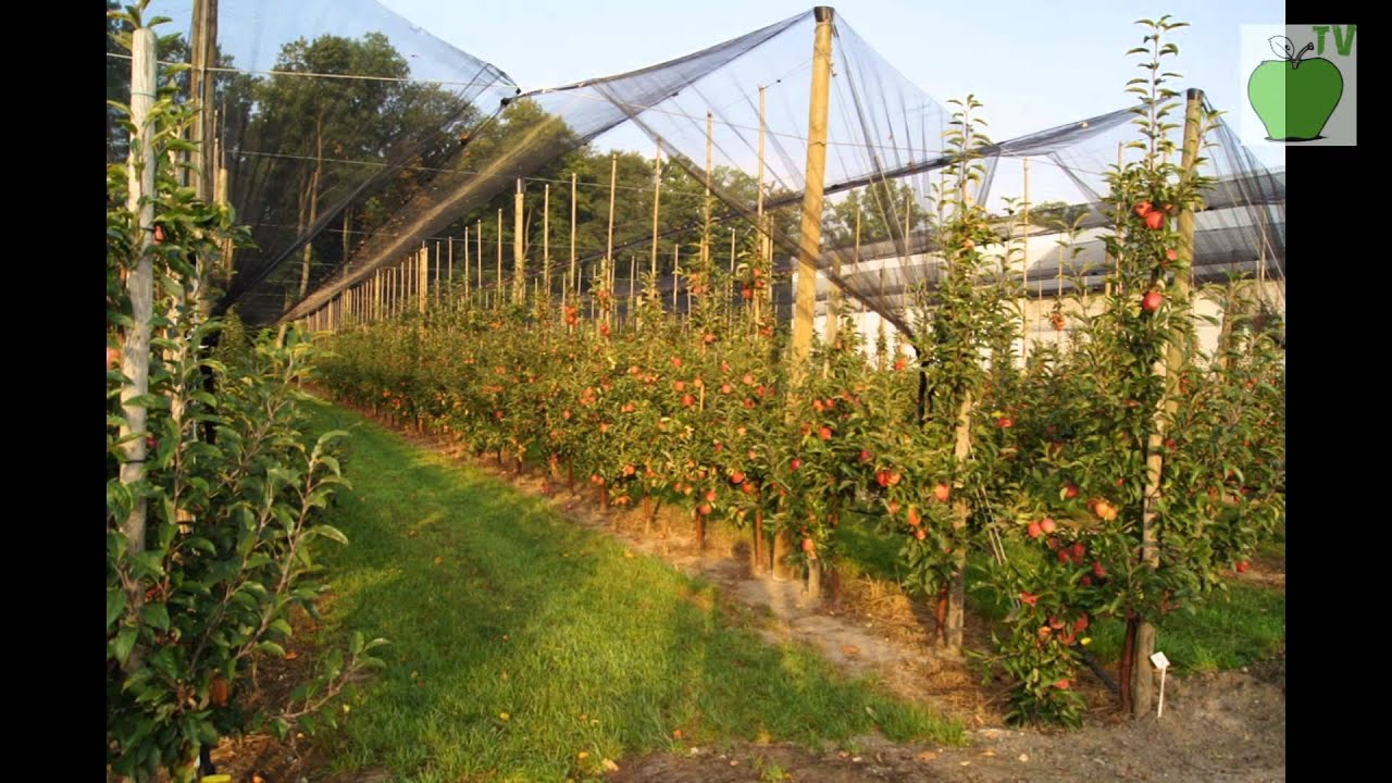 Sieci przeciwgradowe - Montaż 2012 (Hail protection in orchards - Anti Hail systems,antigrandine)