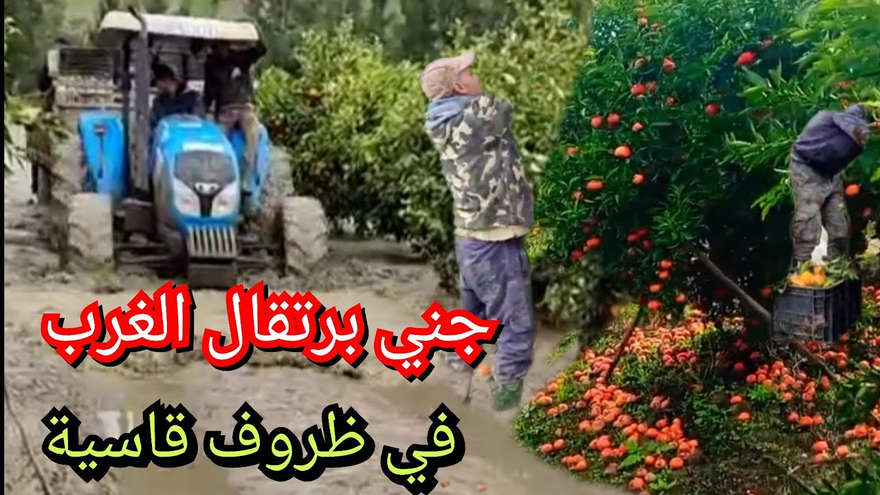 في أجواء باردة وممطرة وظروف قاسية والطريق مقطوعة يتم جني برتقال الغرب نوع النافيل 
