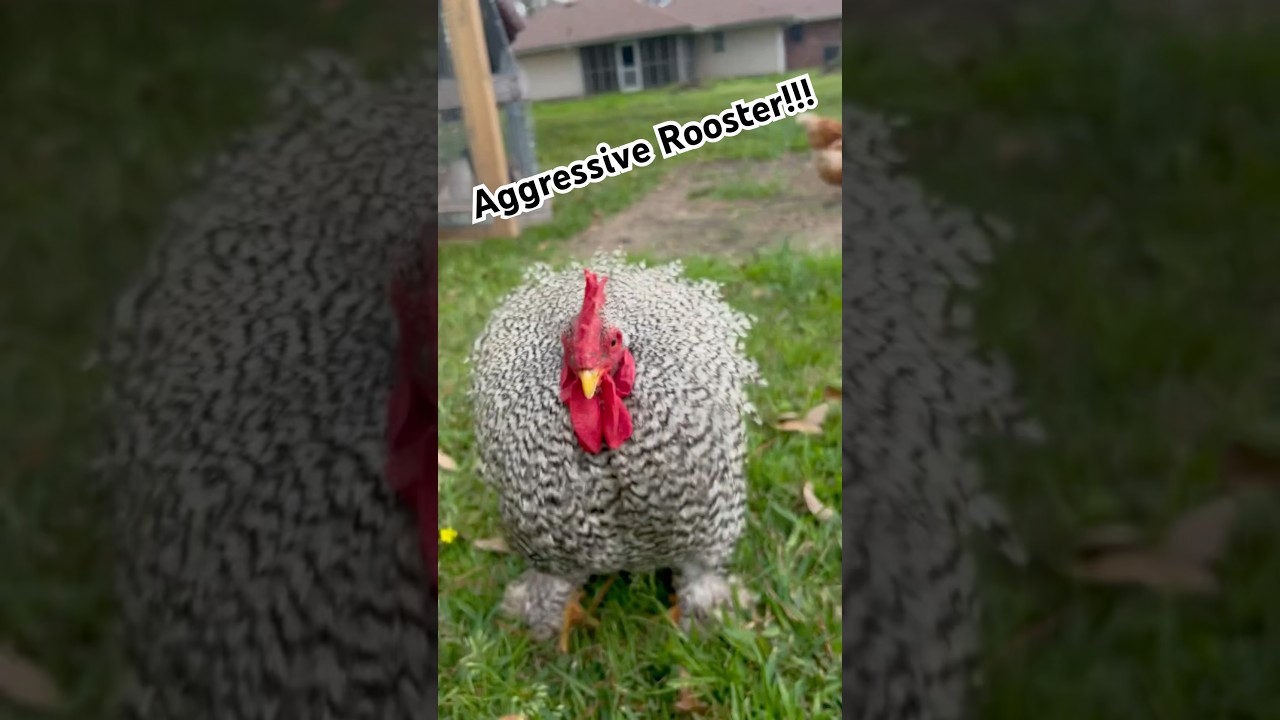 How we dealt with our aggressive rooster #homestead #homesteadersofamerica #backyardchickens