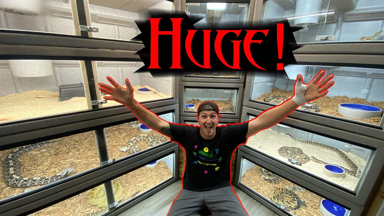 BIG REPTILE ROOM TOUR!!!