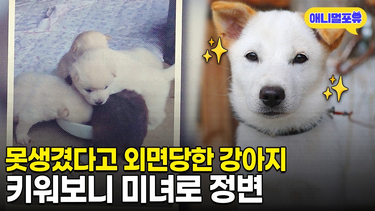 서울에서 10년간 공무원이었던 아저씨! 강아지 가족 3대와 살게 된 사연ㅣKBS 동물극장 단짝 230909 방송