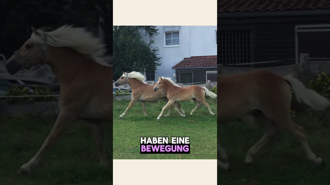 Fohlenfieber! 🦄🙌🎧🎤 Was Du beim Kauf beachten solltest