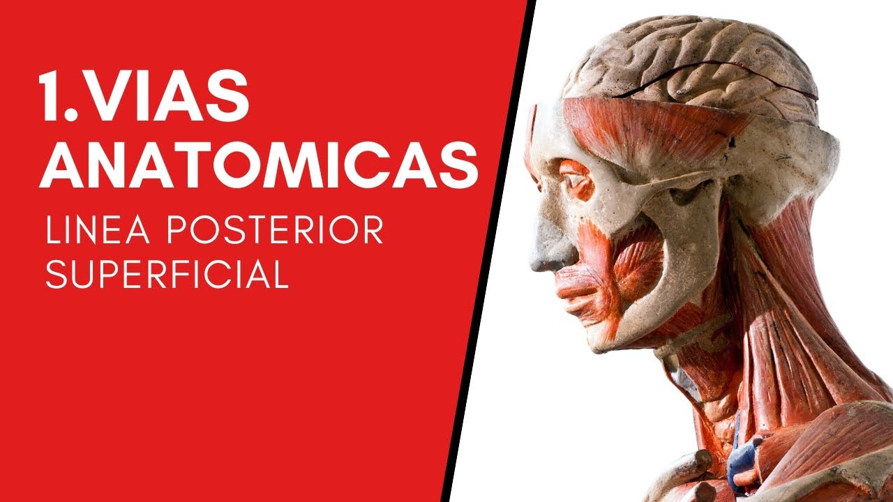1/12. Vías anatómicas. Línea posterior superficial del Anatomy Trains.