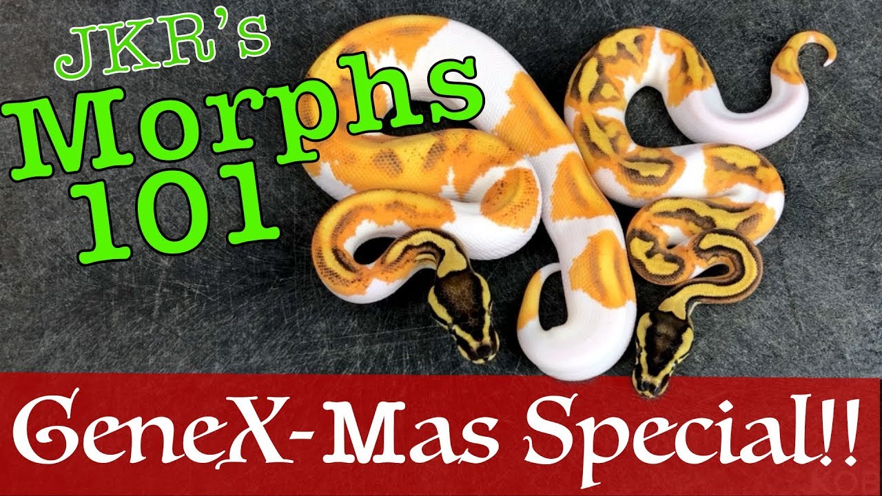 GeneX-Mas Special! - Morphs 101 returns to YouTube!
