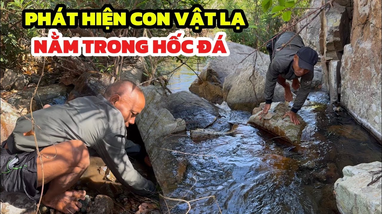 Anh LẬT ĐẬT chạy tới đưa tay vào hốc đá vì phát hiện con này, Nó TO LẮM LUÔN 