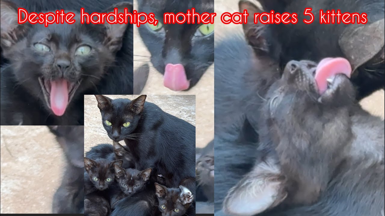 Despite hardships, mother cat raises 5 kittens.#11