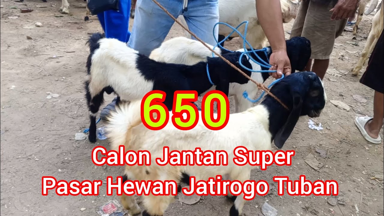 650 Calon Jantan Super ‼️ Pasar Hewan Jatirogo Tuban Jawa Timur 