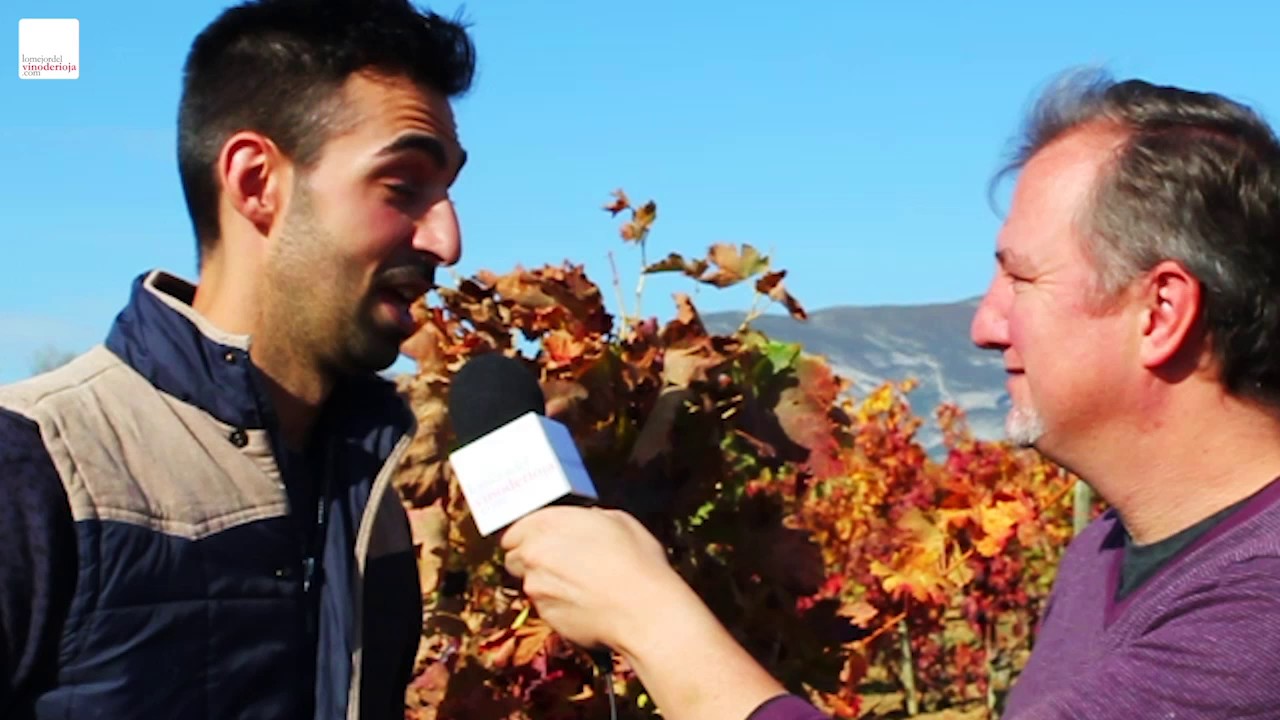 Saber de vino: La vendimia