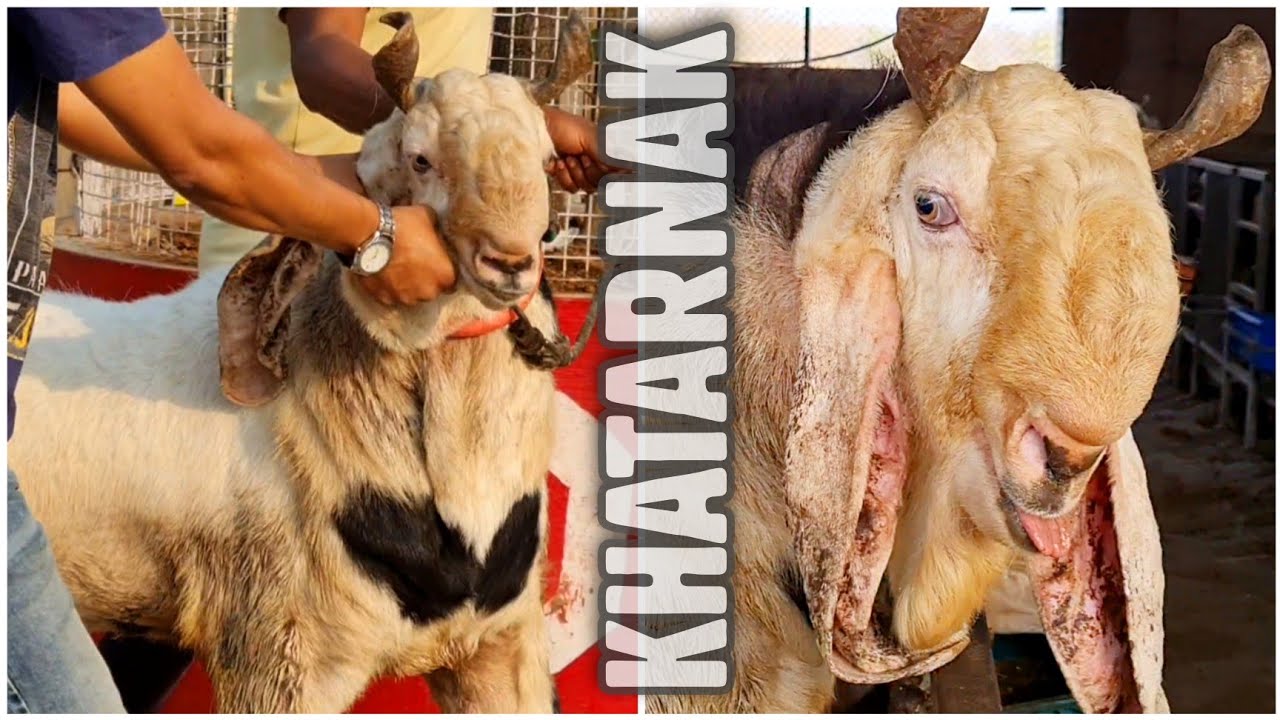 JD Goat Farm Ka Sabse Khatarnaak Bakra, Fully Mental Kota Andul Goat