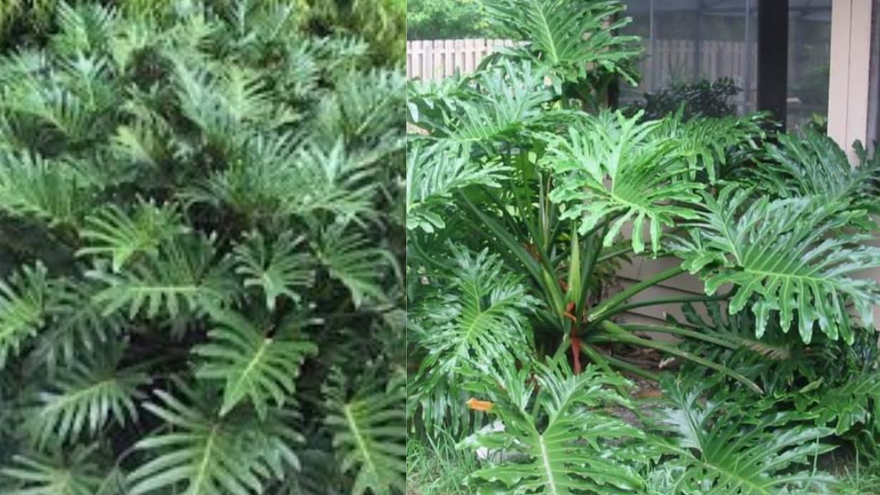 طريقه إكثار نبات  فيلودندرون زانادو /Philodendron bipinnatifidum Winterbourn