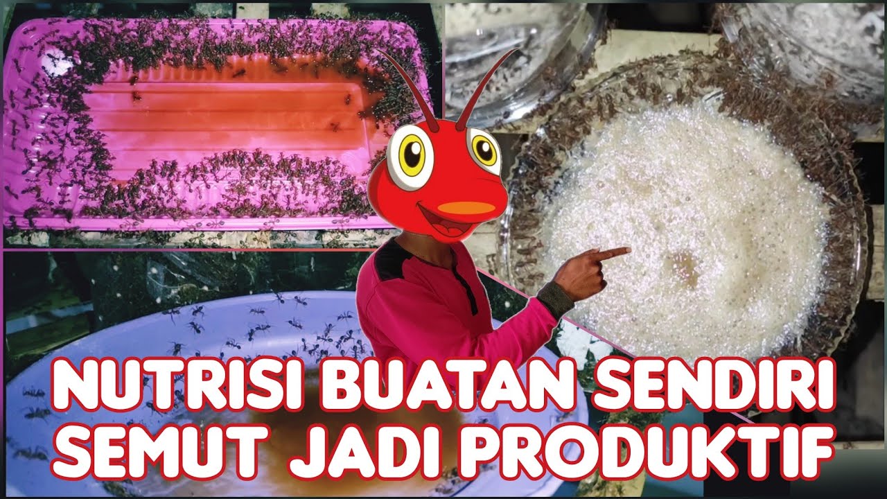 Cara Membuat Nutrisi untuk Semut Rangrang / How to Make Nutrition for Weaver Ant Breeding