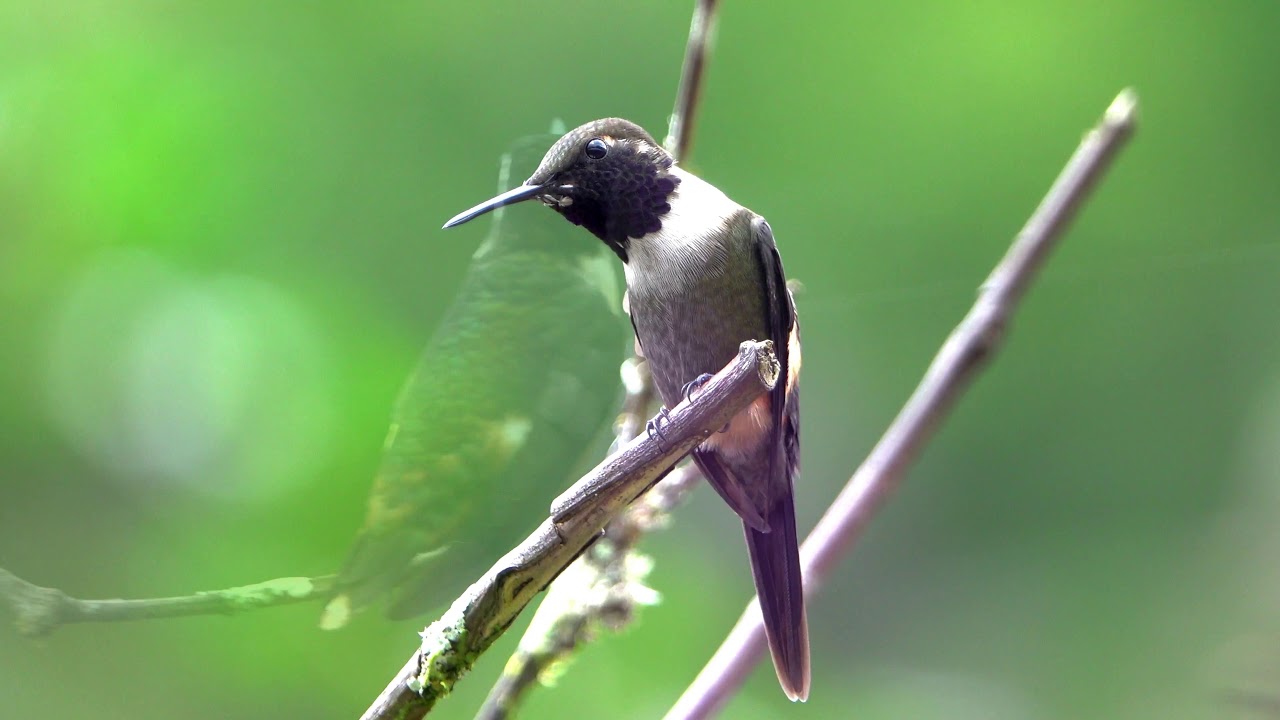 Birding Northwest Ecuador: Alambi Reserve. Quetzals, Dippers, Hummingbirds, and more!